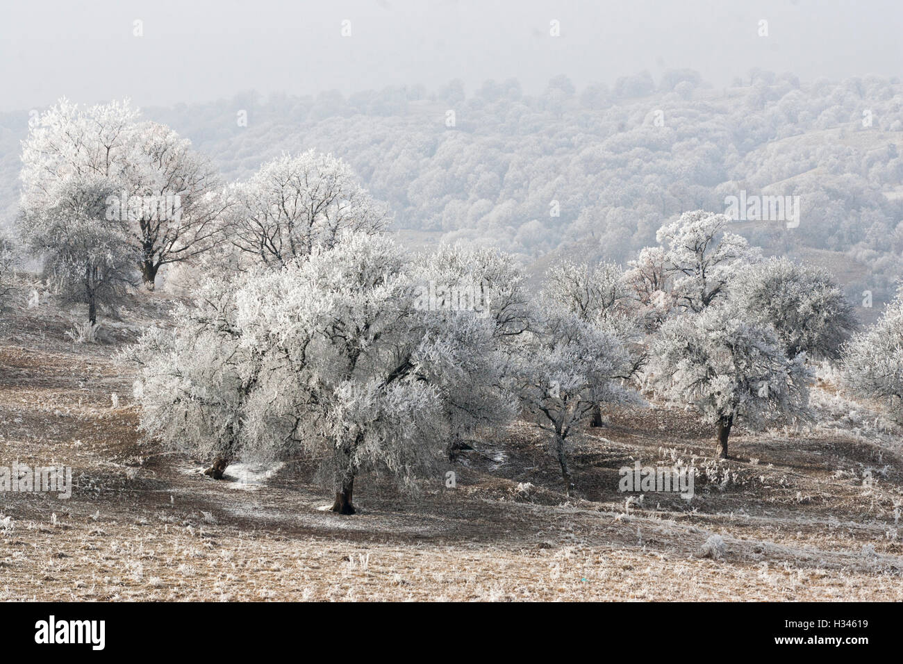 Les plantes et les arbres semblent couverts en rime dans ce paysage à la fin de l'automne dans les collines de Transylvanie. Banque D'Images