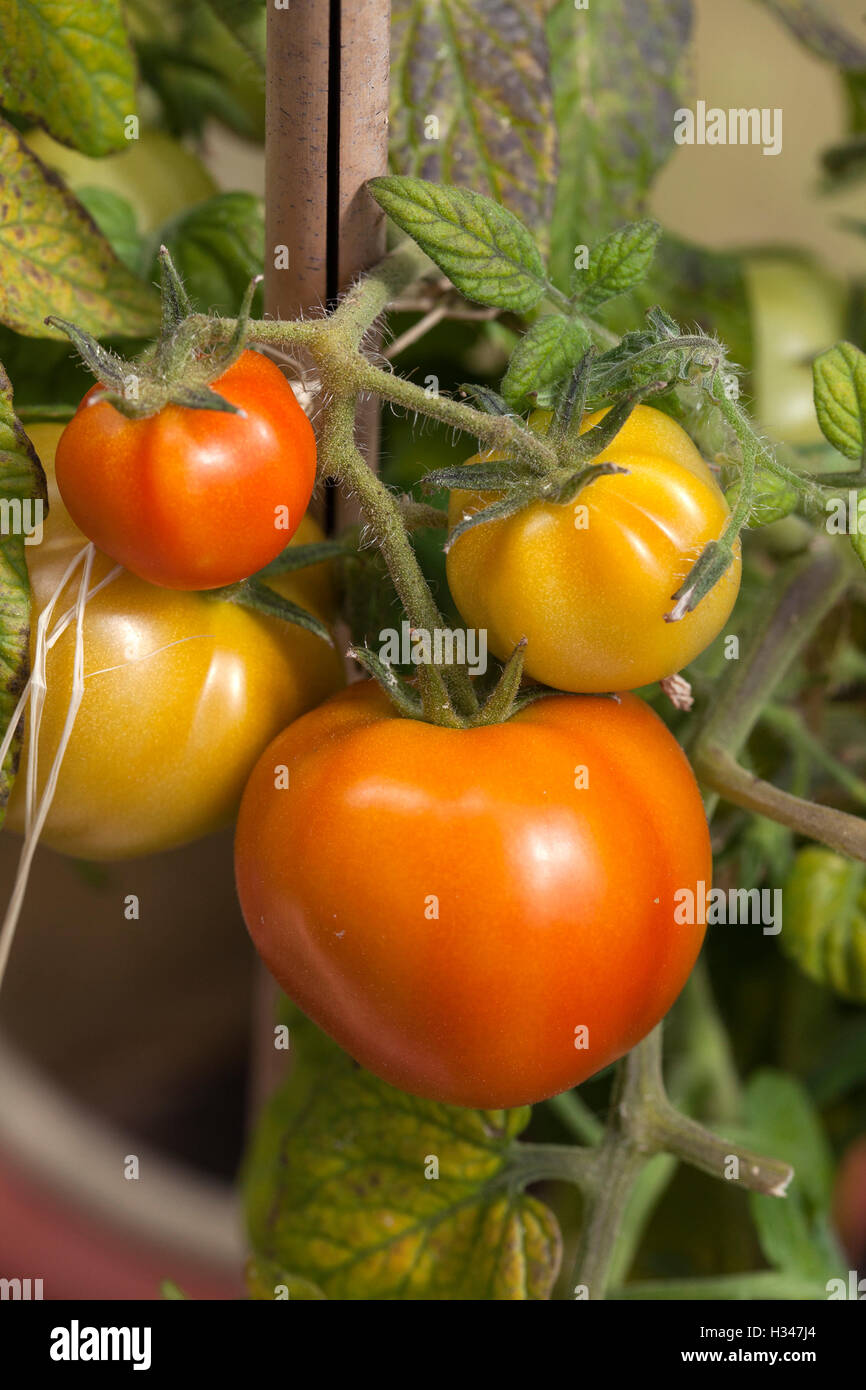 Le mûrissement des tomates sur la plante Banque D'Images