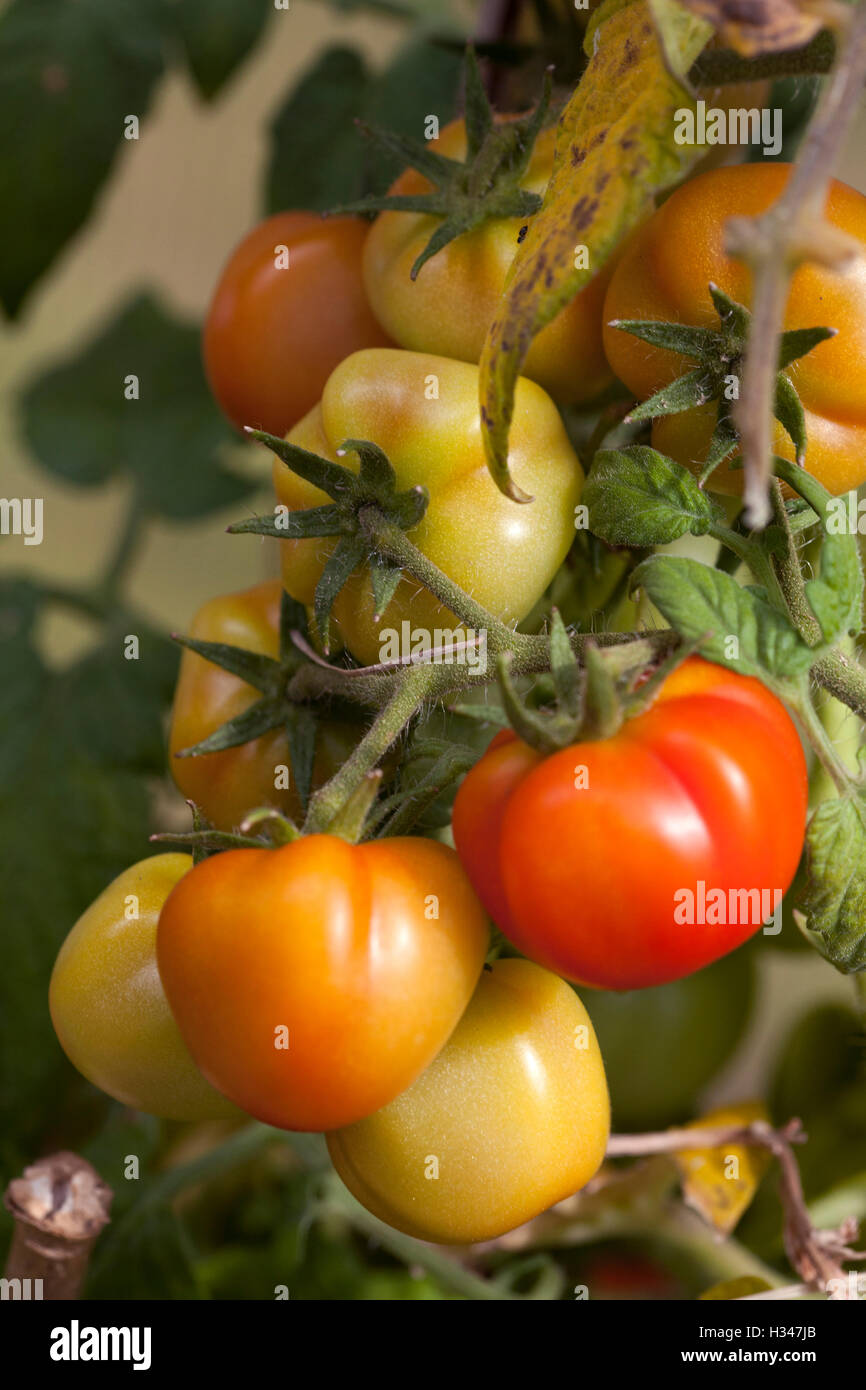 Le mûrissement des tomates sur la plante Banque D'Images