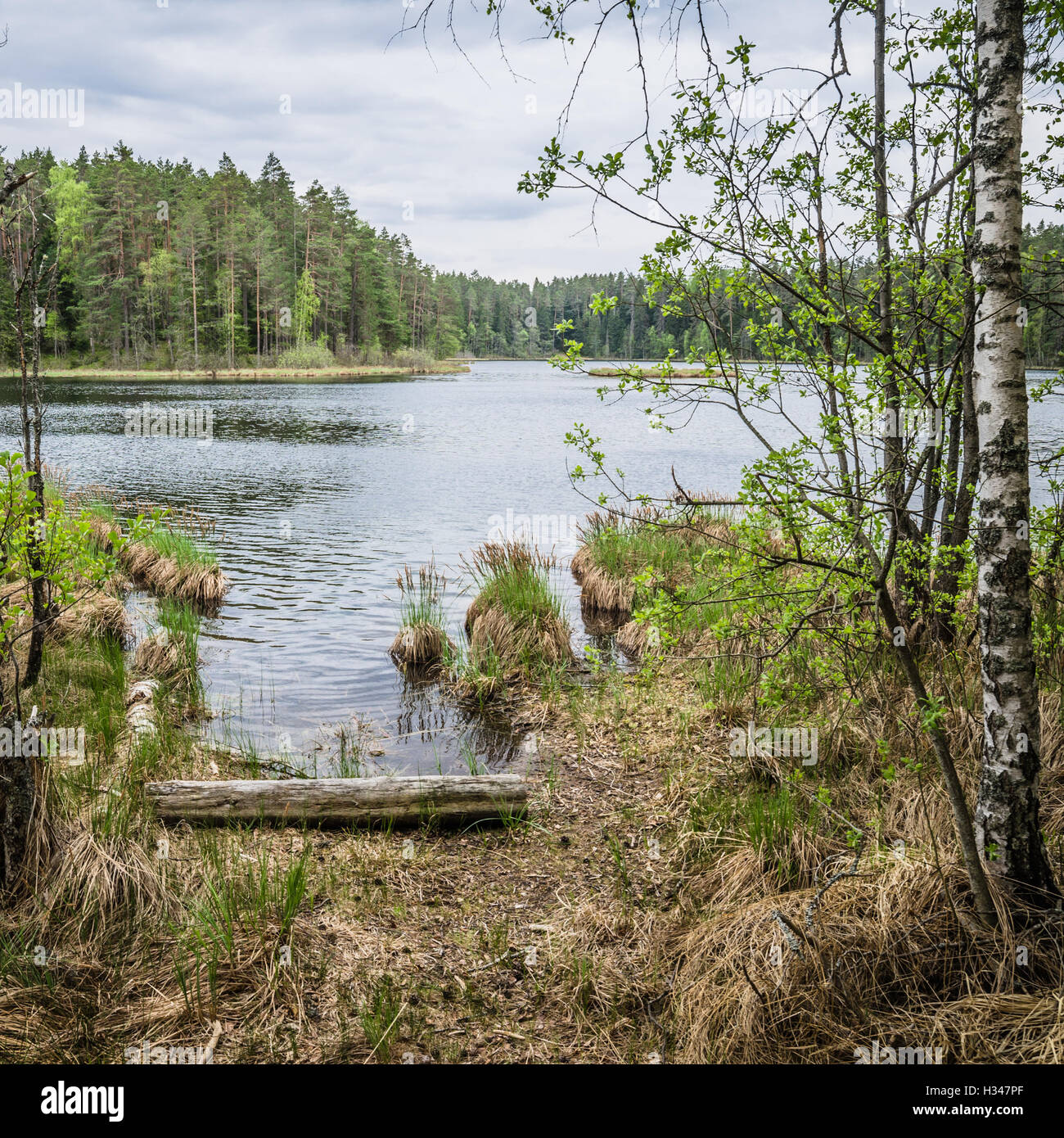 Paysage de printemps dans la forêt du lac. L'Estonie Banque D'Images