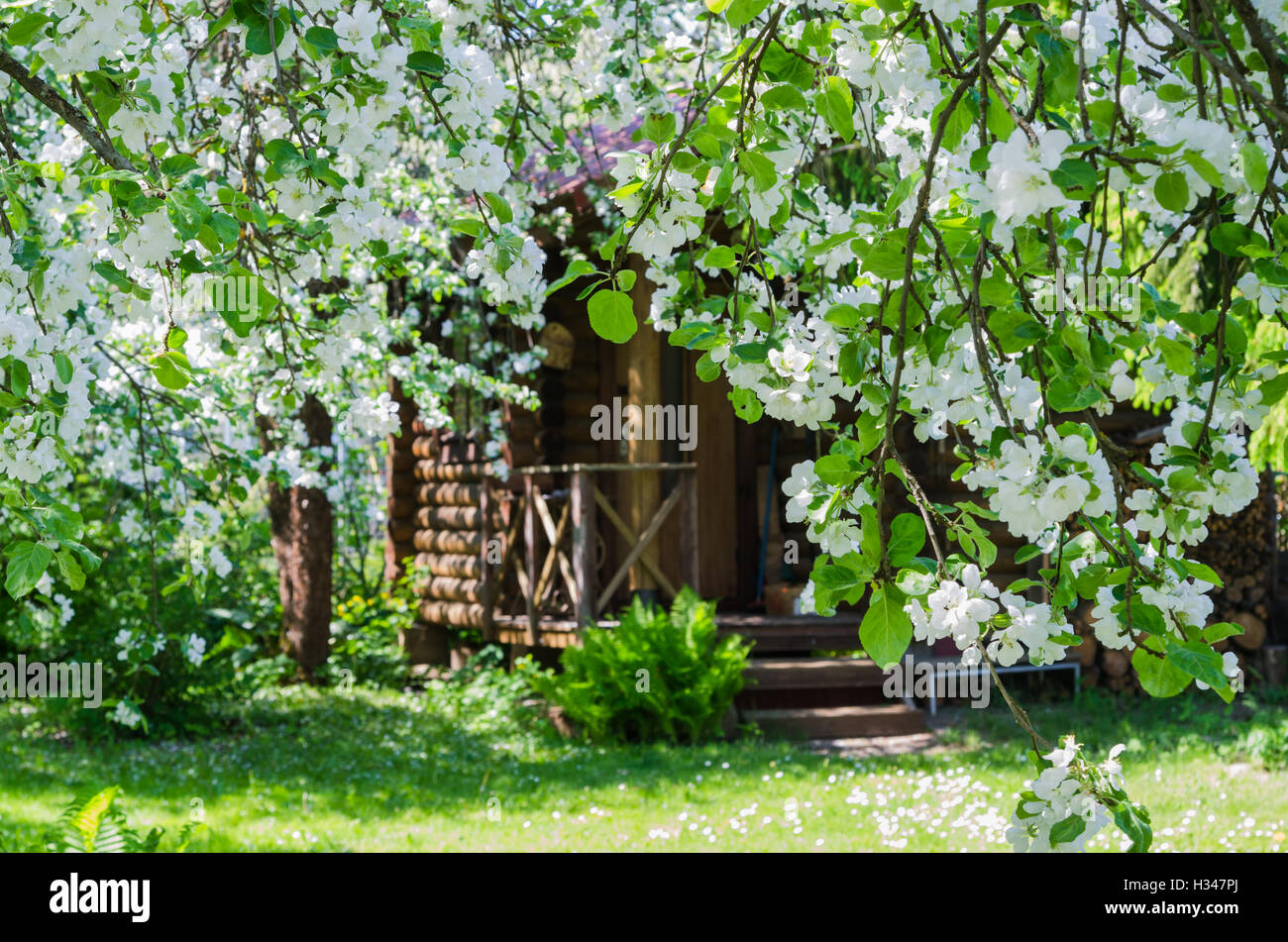 Jardin avec arbres, fleurs à Apple un paysage de printemps Banque D'Images