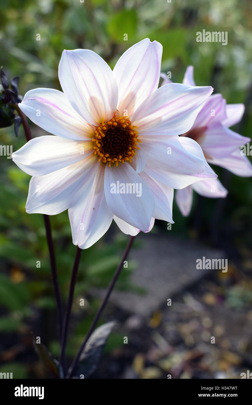 Fleur Dahlia Bishop of Leicester. Belle floraison blanche fleur. Banque D'Images