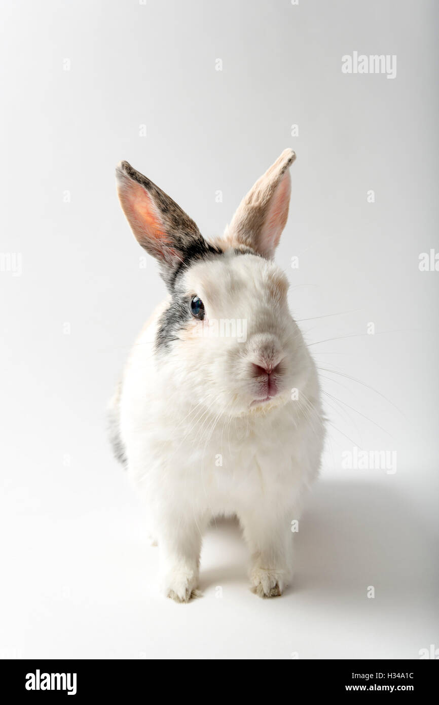 Lapin Banque D'Images