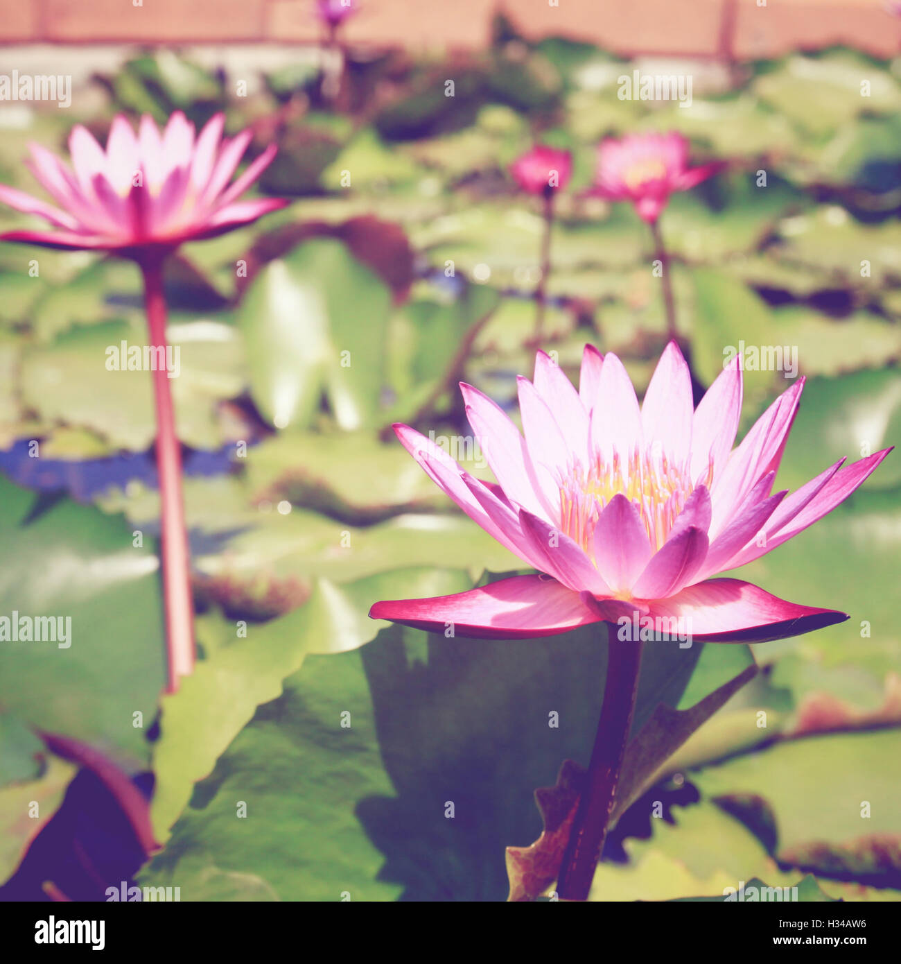 Fleur de Lotus sur l'eau avec l'effet du filtre rétro Banque D'Images