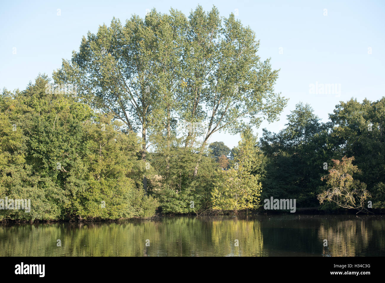 Brentwood, Essex, 4 octobre 2016, un arbre sur le bord de lac à Weald Park, Brentwood Banque D'Images