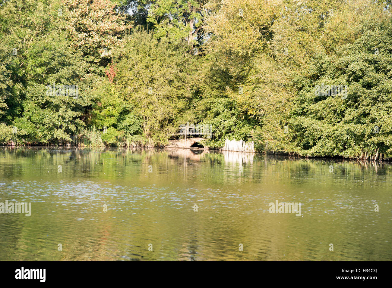 Brentwood, Essex, 4 octobre 2016, d'un pont sur le Weald Park, au bord du lac à Brentwood Banque D'Images