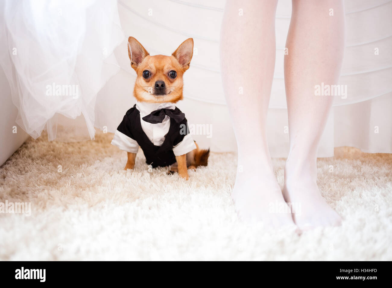 Petit chien sous Bride dress. Banque D'Images