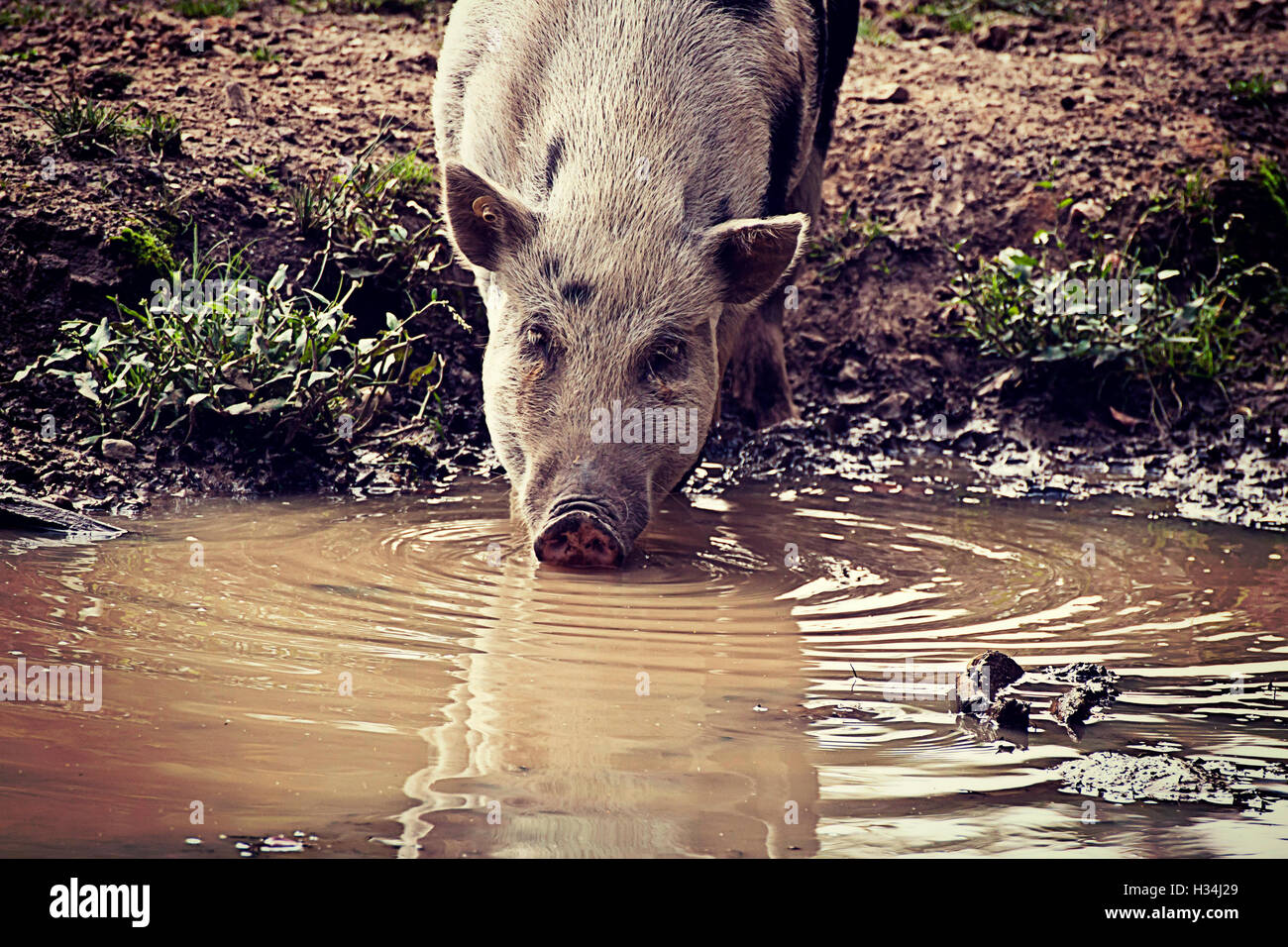 Pot-bellied pig eau potable dans une flaque. Cochons du Vietnam sont les animaux de ferme en ordre décroissant de sangliers, plus petit que Banque D'Images