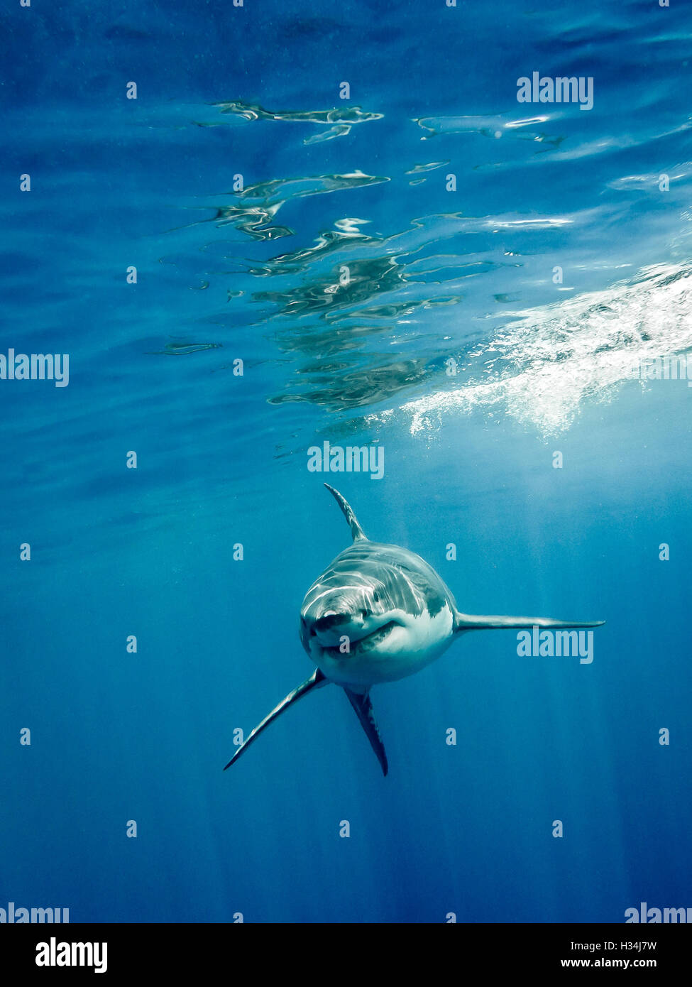 Quatre grands requins blancs dans l'océan bleu fings Banque D'Images