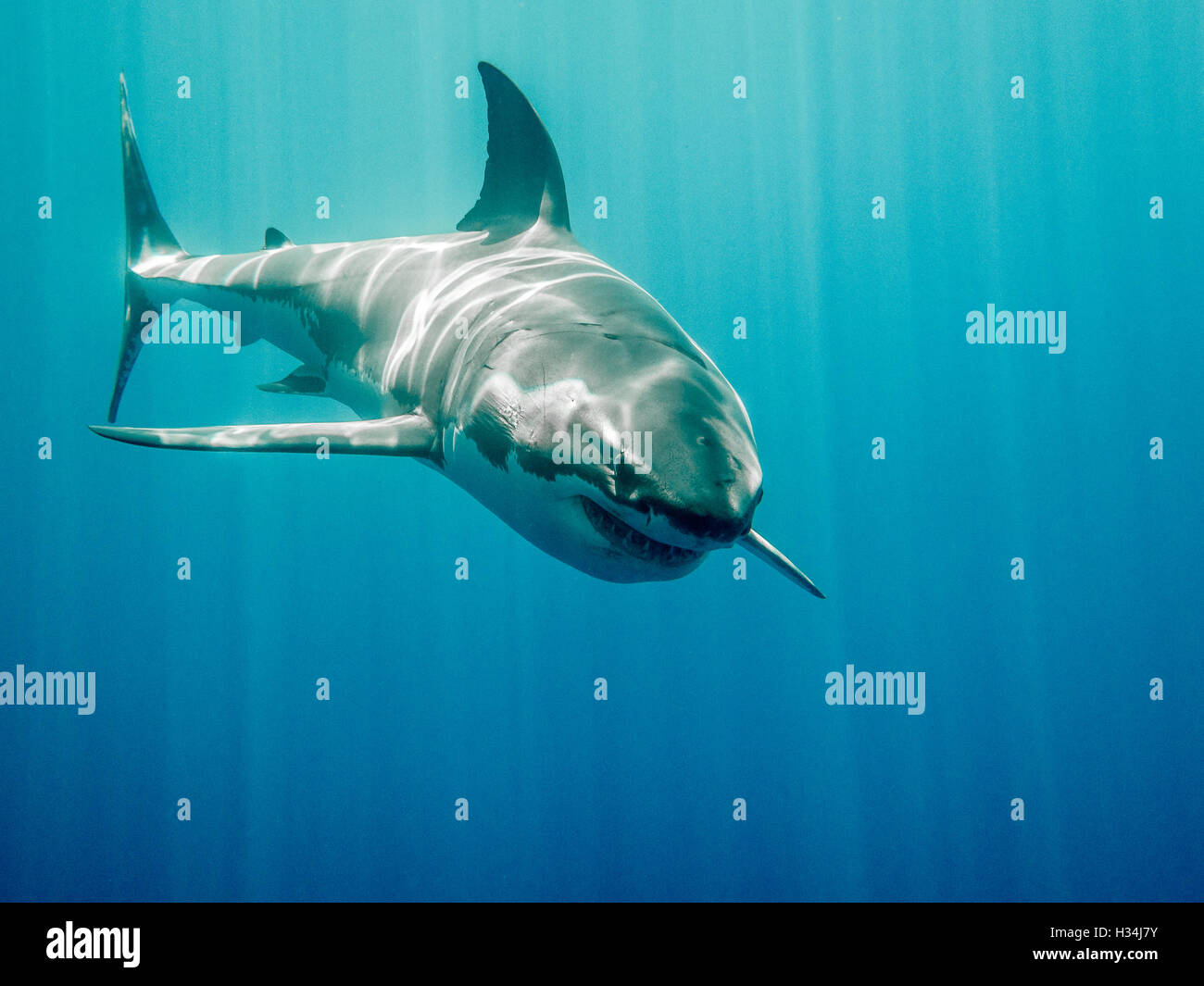 Grand requin blanc qui ressemble à Bruce de Le Monde de Nemo film dans le bleu de l'océan Pacifique à Guadlupe Île du Mexique Banque D'Images