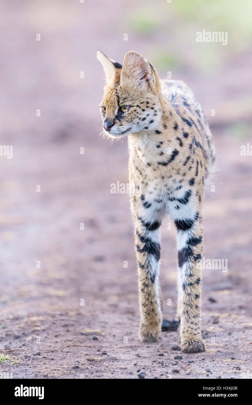 Serval (Leptailurus serval (Felis serval), marcher dans la lumière du matin à Savannah, Parc National de Masai Mara, Kenya. Banque D'Images