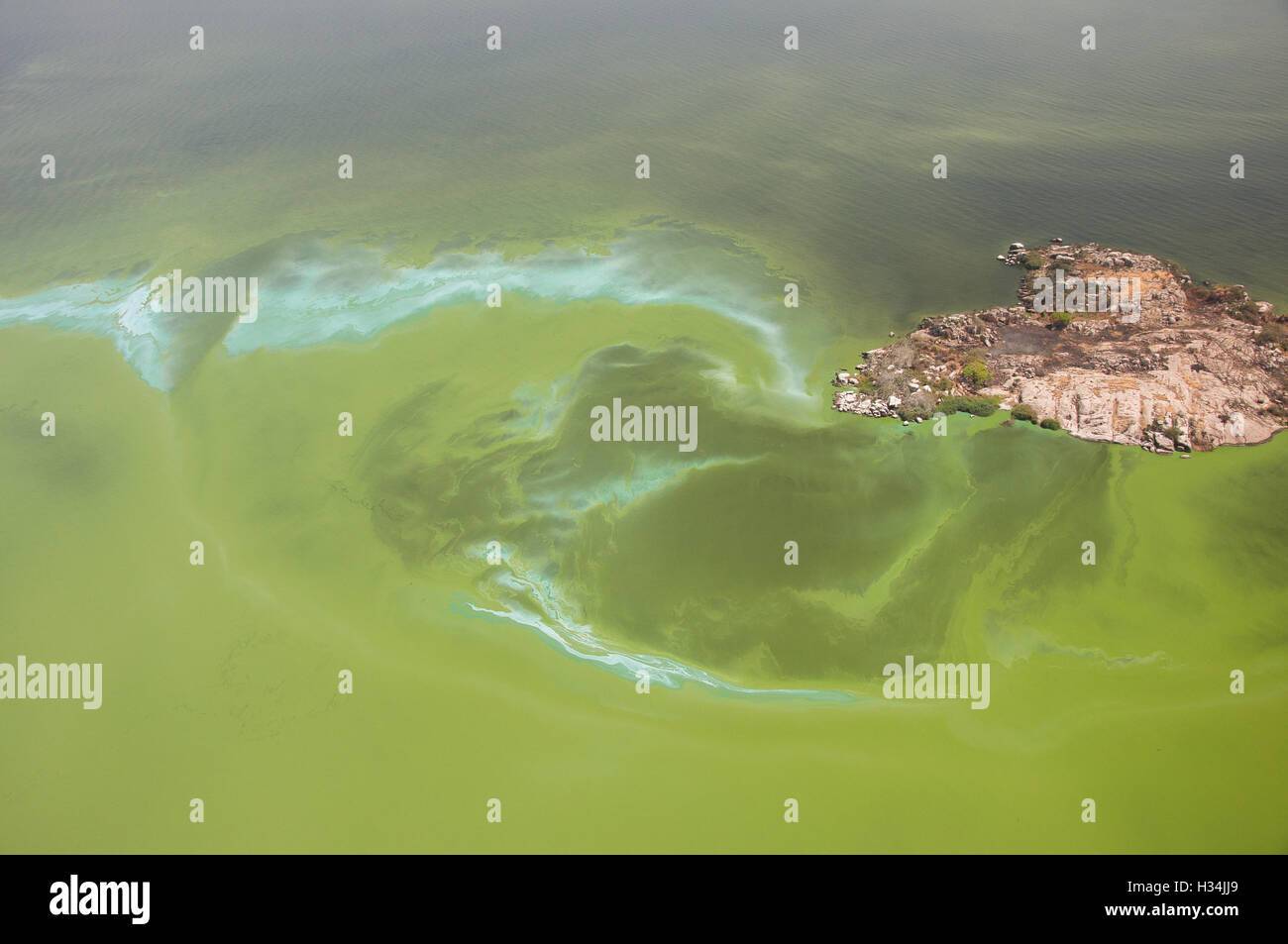 Vue aérienne du lac Victoria , floraison d'algues bleu-vert Banque D'Images