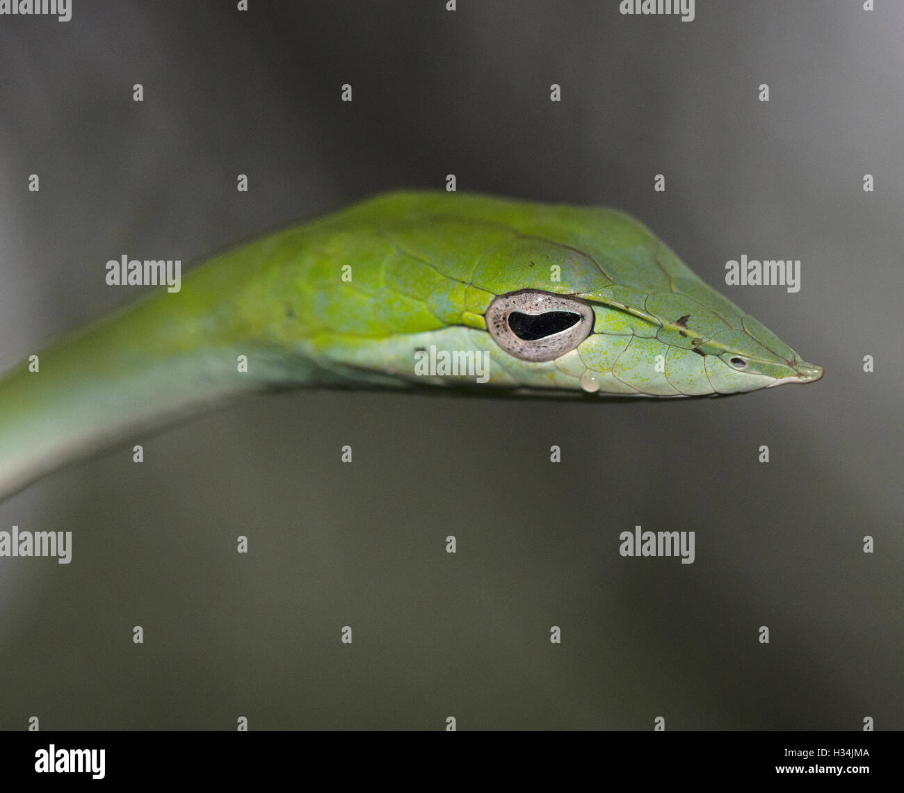 L'image de vert serpent( Hierophis viridiflavus Whip) à matheran, Maharashtra, Inde Banque D'Images