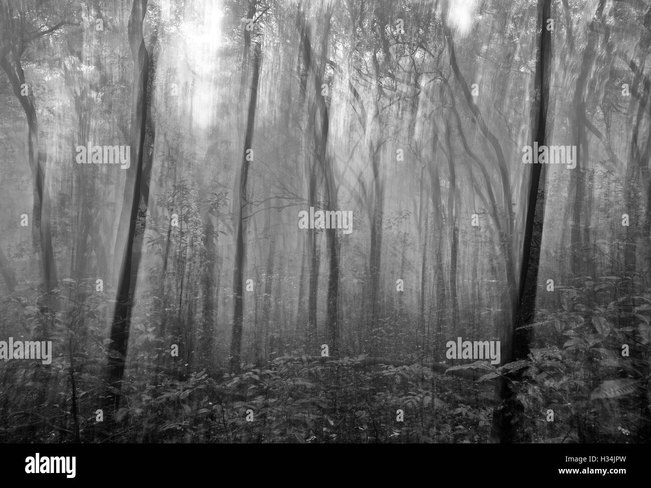L'image de l'image de paysage flou en matheran, Maharashtra, Inde Banque D'Images
