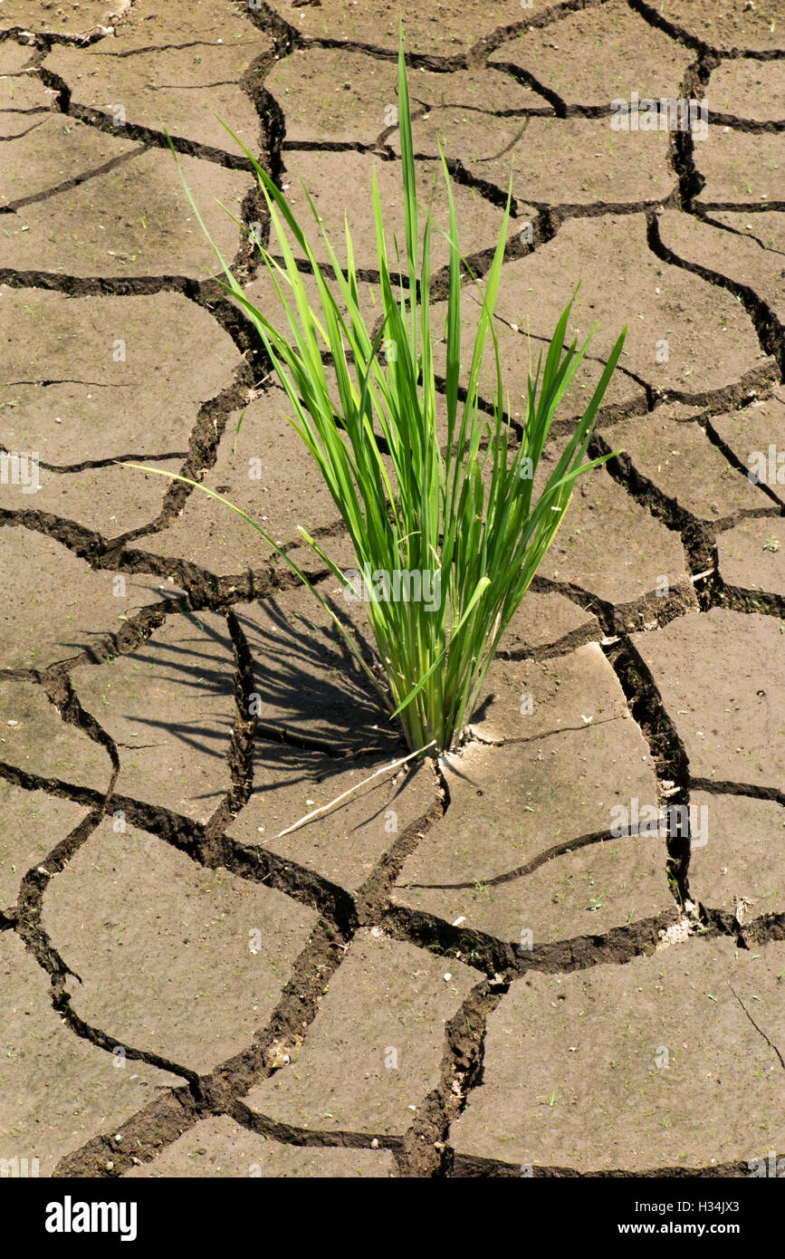 L'INDONÉSIE, Bali, Lovina, Anturan, le riz de la difficulté à se développer dans des terres agricoles arides fissuré nécessitant l'irrigation Banque D'Images