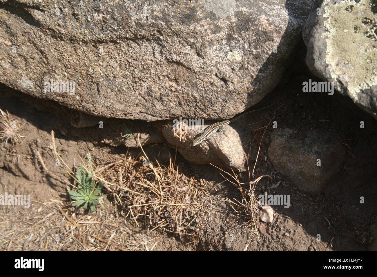 Un petit lézard, se cachant dans les rochers Banque D'Images