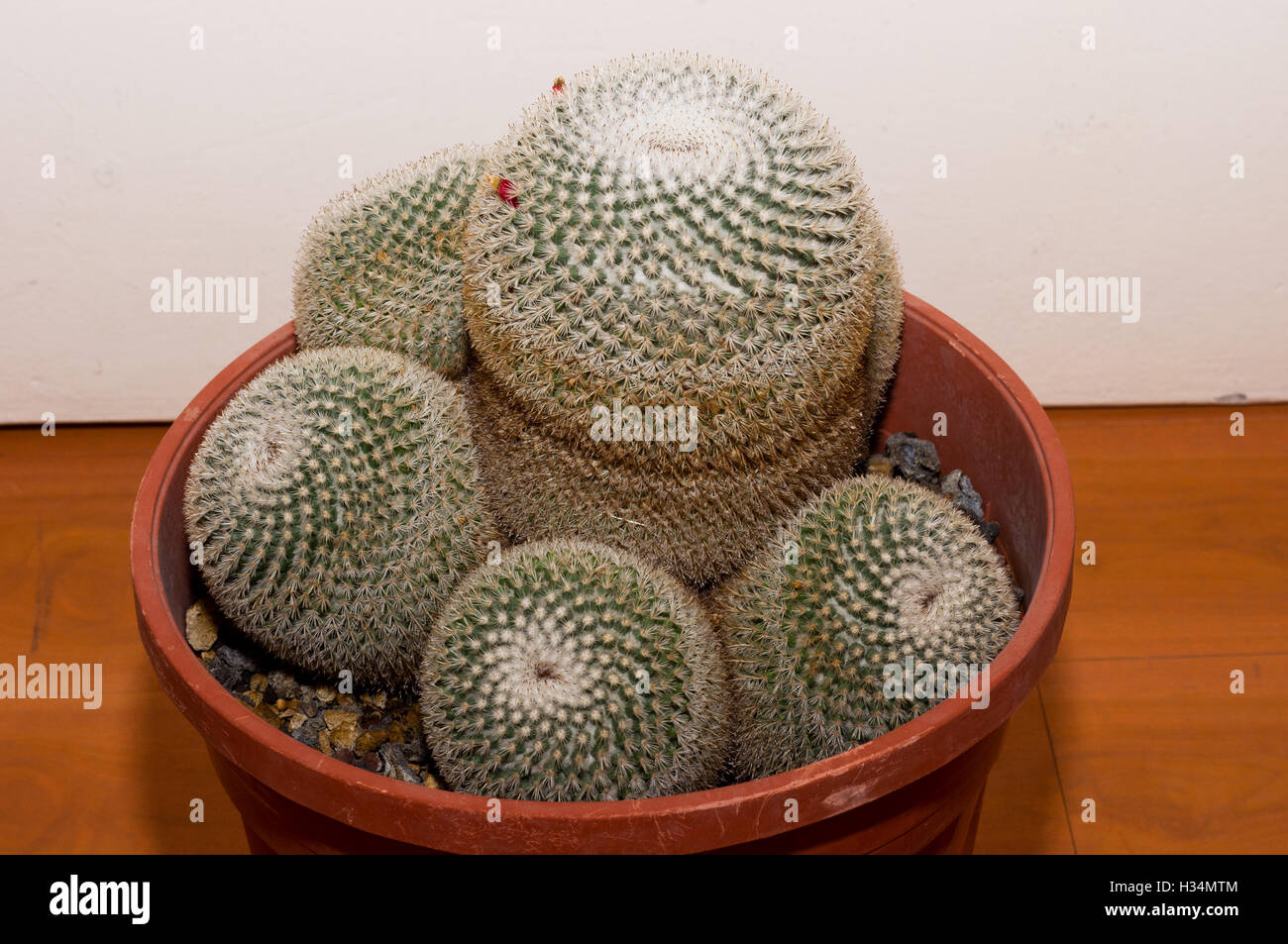 Mammillaria haageana avec fruits Banque D'Images