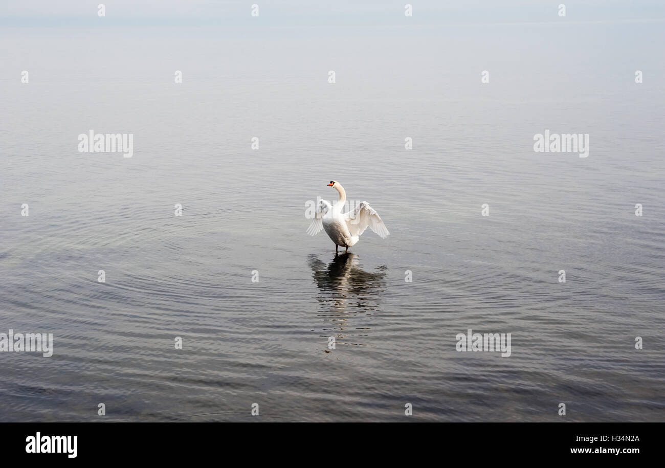 Single white cygne muet et ailes d'ouverture jusqu'à la tout en se tenant dans l'eau ridée vide. Banque D'Images