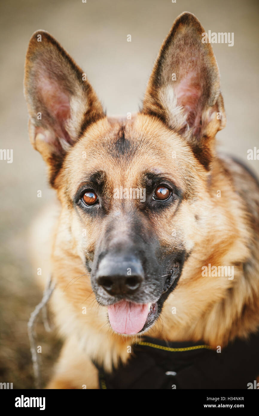 Brown Berger Allemand Close Up Portrait. Chien Loup d'Alsace Banque D'Images