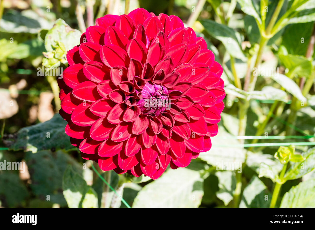 Dahlia fleurs en Ace d'Abingdon Banque D'Images