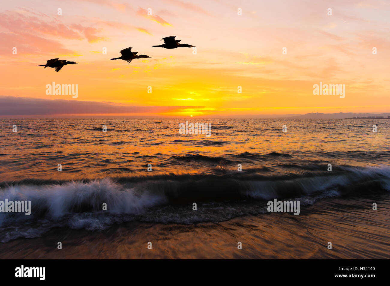 Silhouettes d'oiseaux battant est trois oiseaux de voler au-dessus de l'eau comme le soleil se couche sur l'horizon océan coloré. Banque D'Images