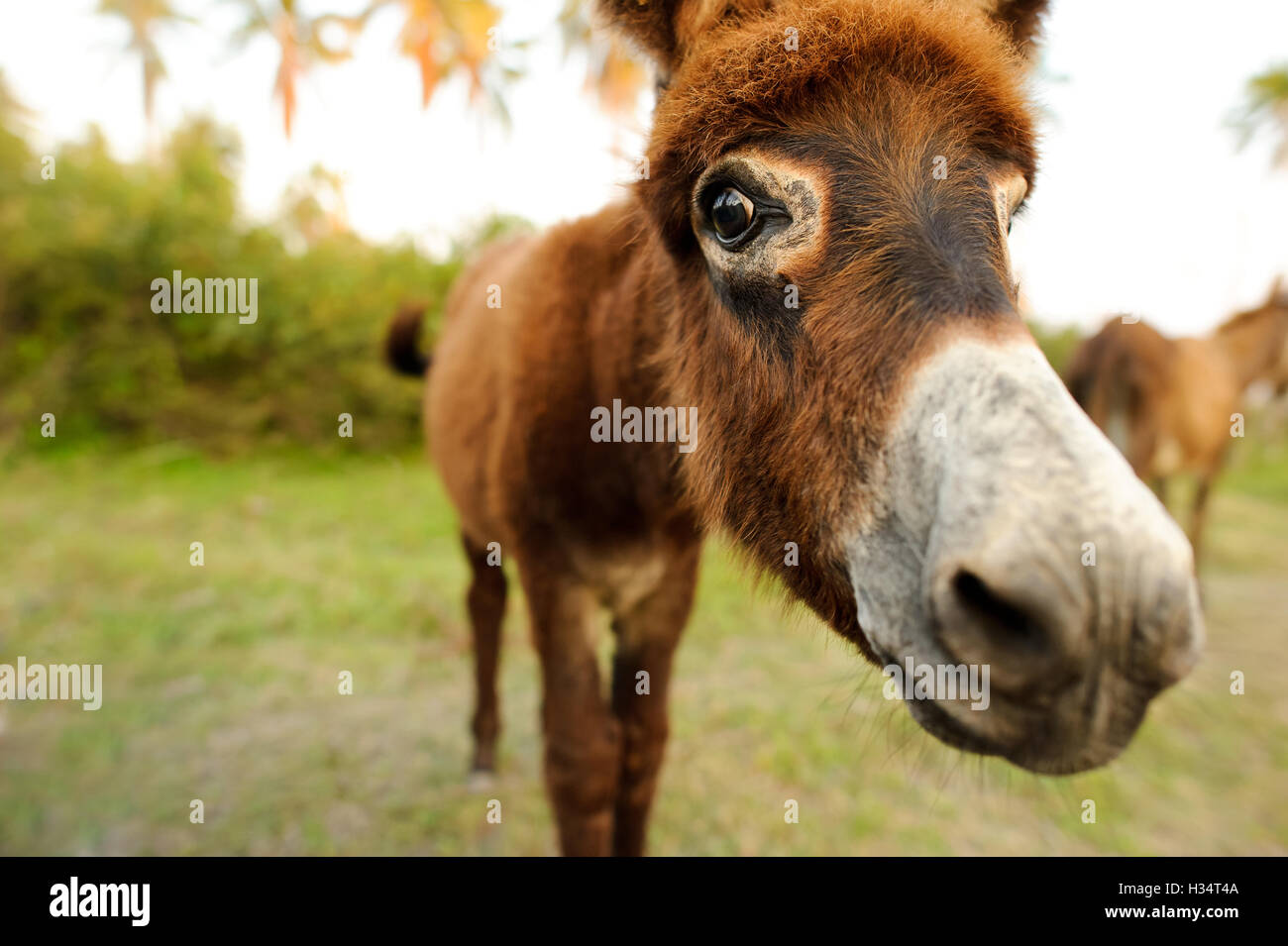 Donkey est un mignon drôle âne bébé coller son nez dans votre visage. Banque D'Images