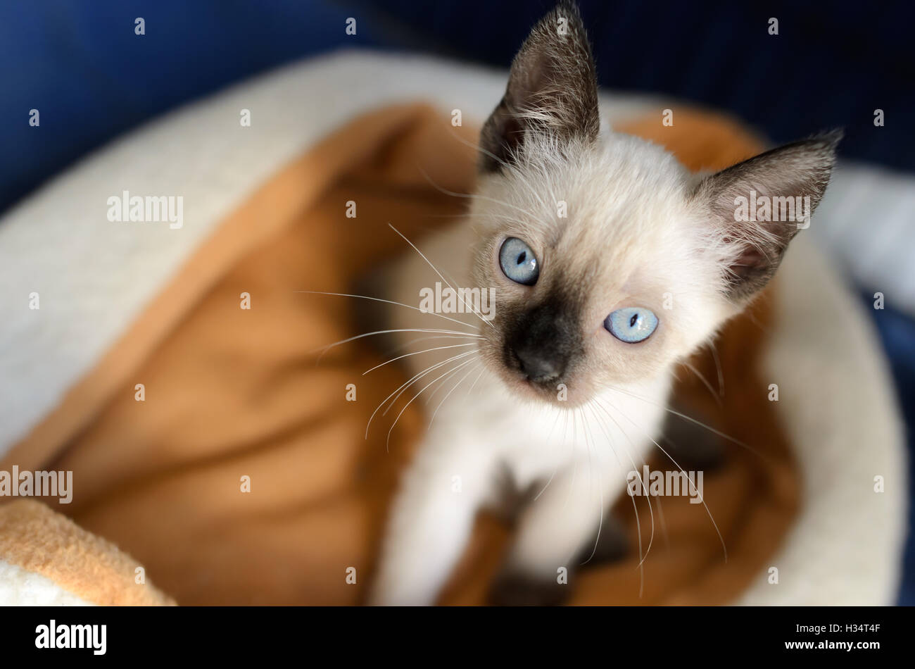 Kitten Cat est un adorable chaton Siamois à jusqu'à vous les yeux d'un bleu profond. Banque D'Images