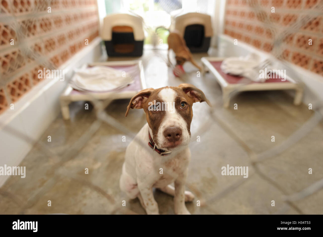 Chien est un abri est un beau chien dans un refuge pour animaux à travers la grille demande si quelqu'un va prendre chez lui t Banque D'Images