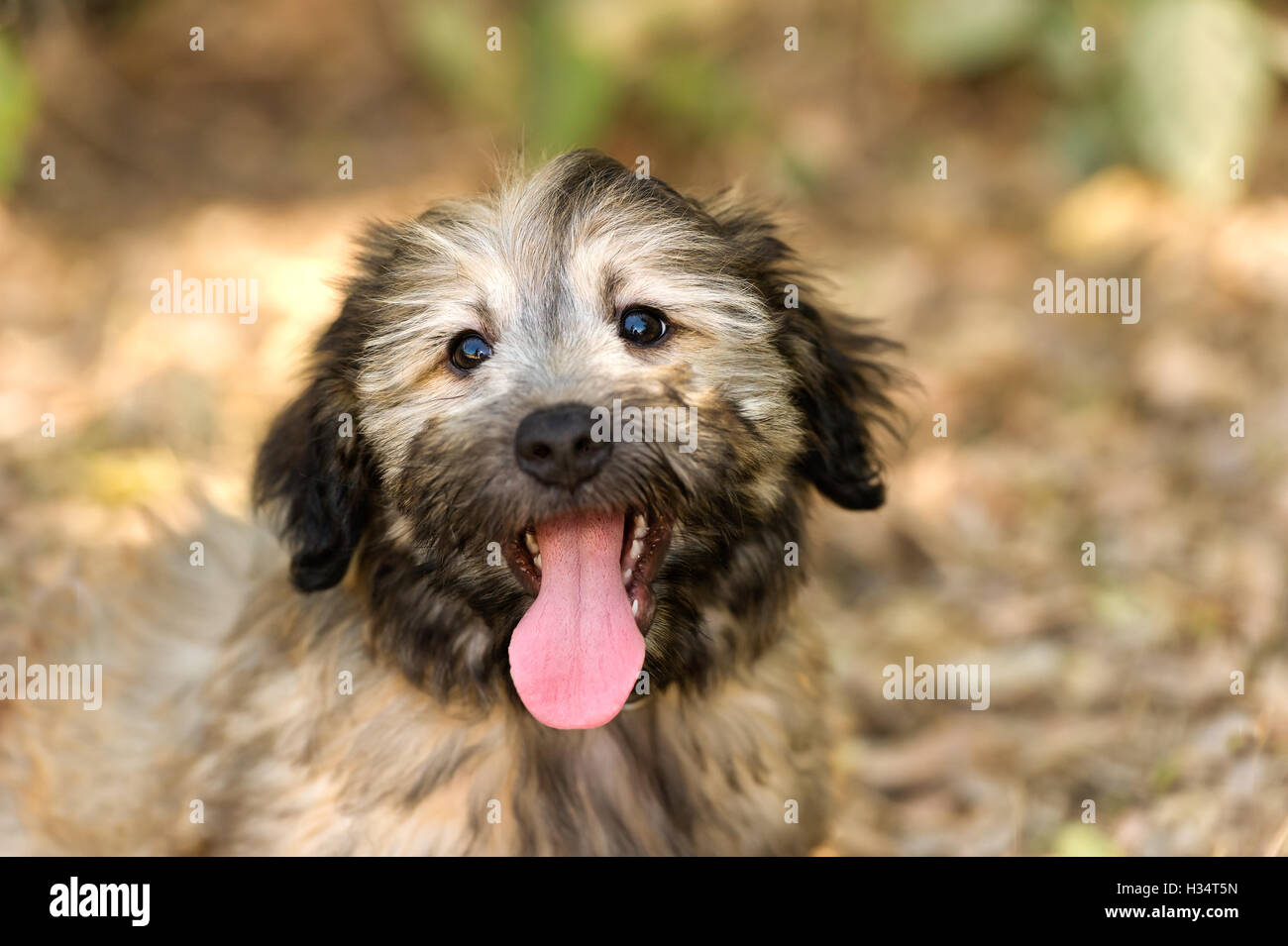 Puppy dog heureux est un adorable fluffy puppy dog outdoors à aussi jolie qu'un animal peut être. Banque D'Images