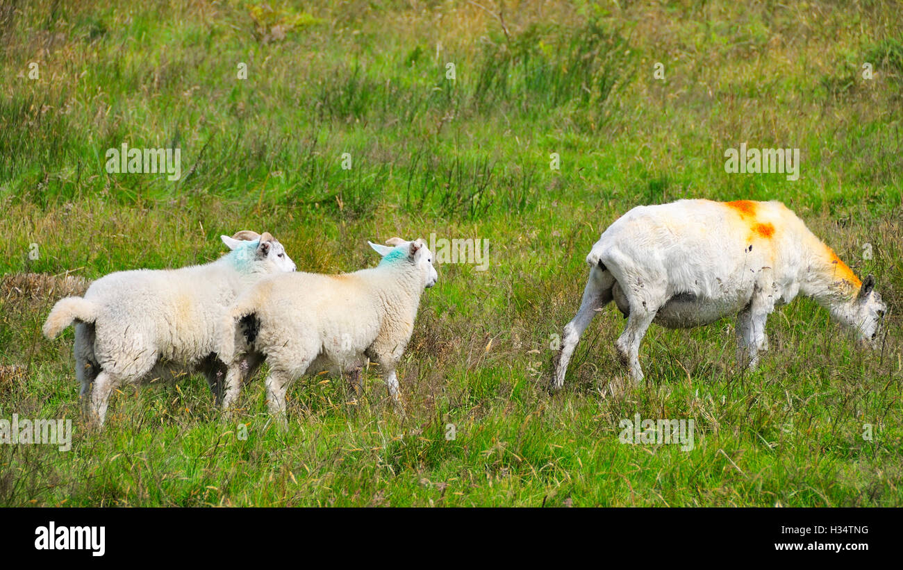 Moutons dans un pâturage près de la route N70, Castlecove, comté de Kerry, Irlande. Banque D'Images
