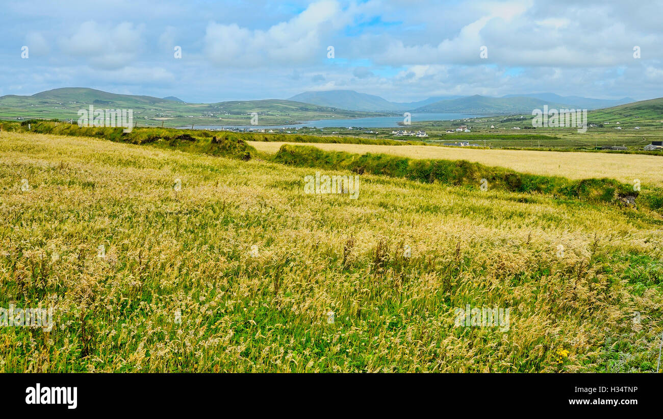 Le large champs près de la falaise de Skellig dans Portmagee, comté de Kerry, Irlande. Banque D'Images