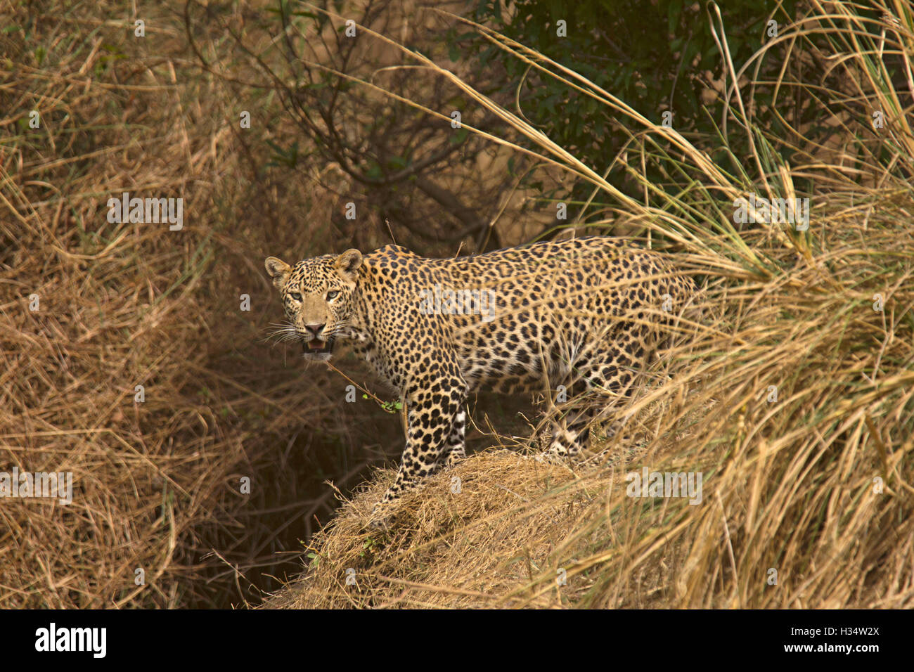 Indian léopard, Panthera pardus fusca, panna tiger reserve, Madhya Pradesh, Inde Banque D'Images
