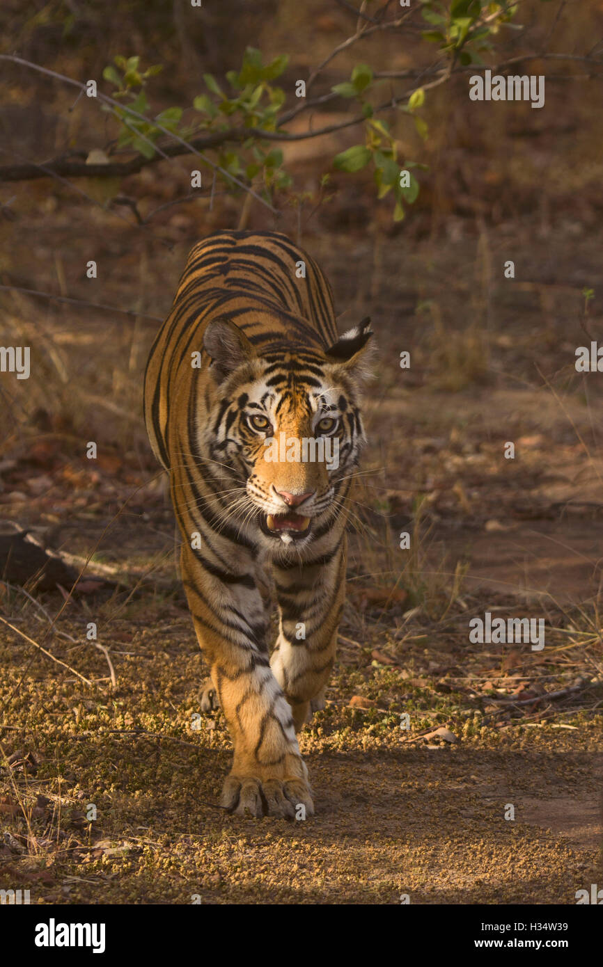 Samrat tiger, Panthera tigris tigris., bandhavgarh tiger reserve, Madhya Pradesh, Inde Banque D'Images