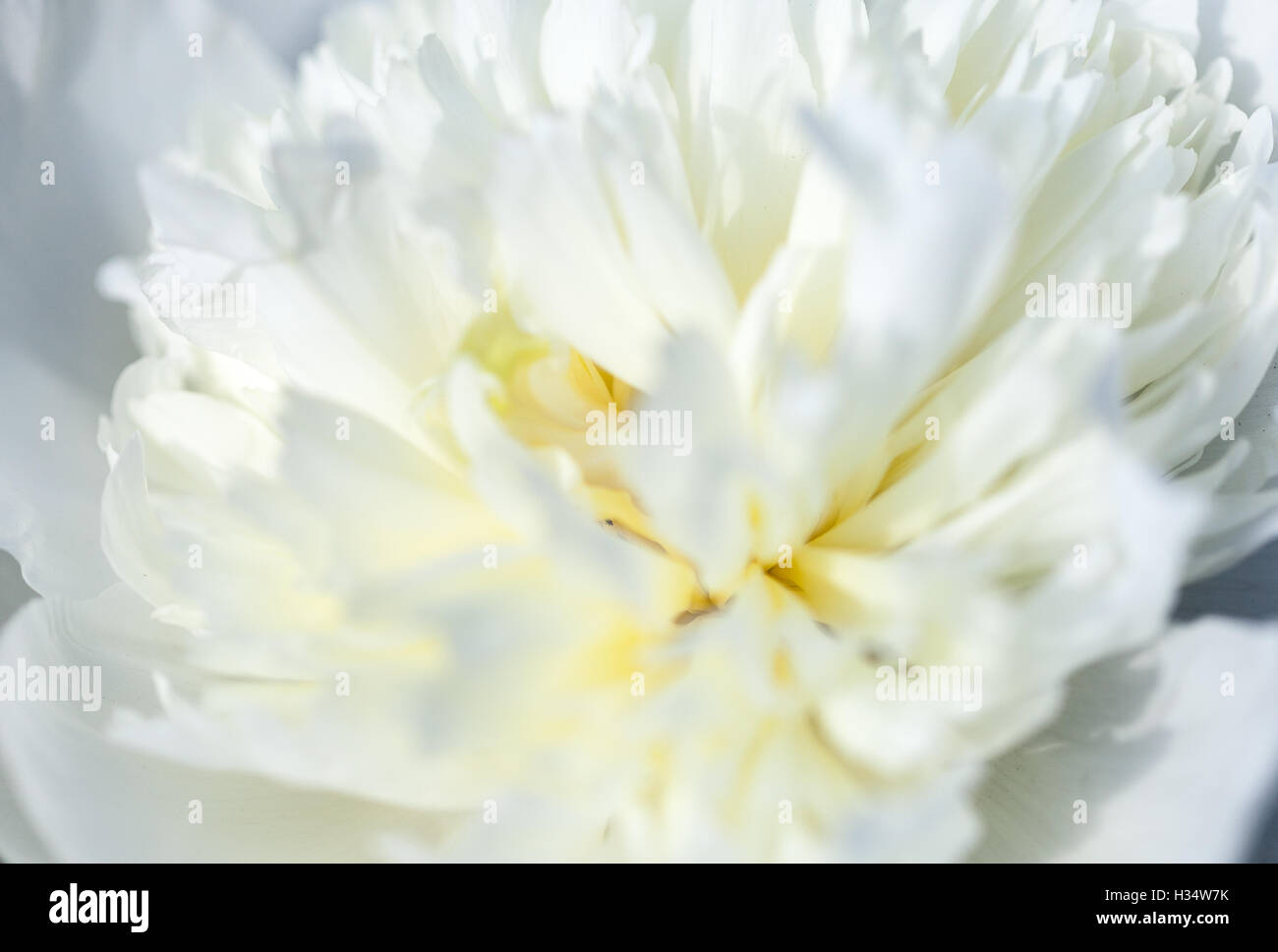 Close up of pale pivoine blanche fleur. Résumé fond naturel. Banque D'Images