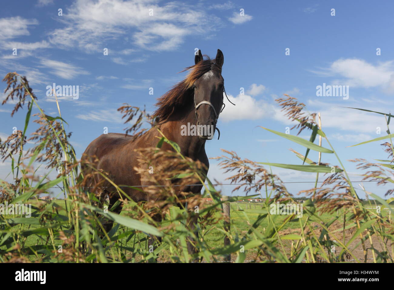 Magnifique étalon frison courir gratuitement. Banque D'Images