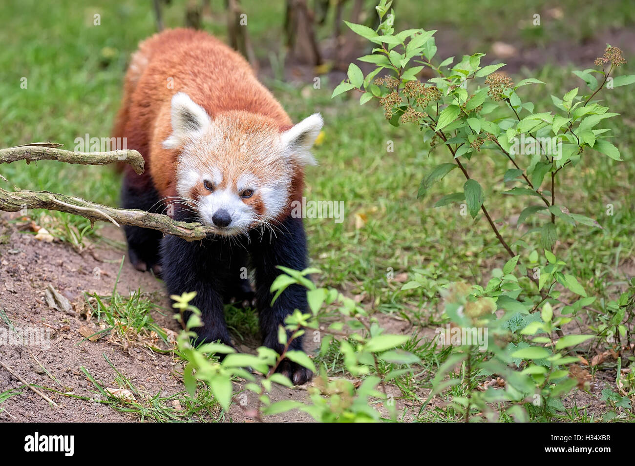 Ours panda rouge à l'état sauvage Banque D'Images