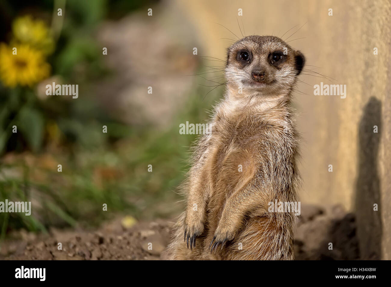Meerkat dans la nature, un portrait Banque D'Images