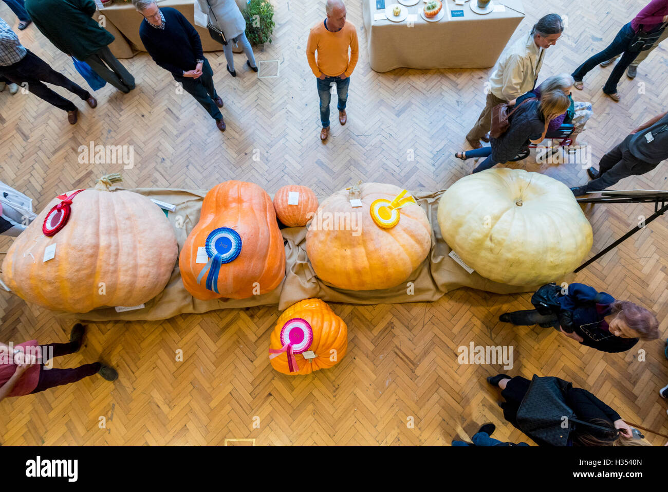 Londres, Royaume-Uni. 4 octobre 2016. Les RHS London Harvest Festival spectacle a lieu à l'hôtel de Linley, célébrant les produits de la UK's best growers et convoité premier prix attribués dans la partie droite de la concurrence des fruits et légumes. Cette année, le point culminant est le plus gros Concours de citrouille, remporté par Ben BenEliezer avec une citrouille (à gauche) pesant 566kg ou 12,478lbs. Crédit : Stephen Chung / Alamy Live News Banque D'Images
