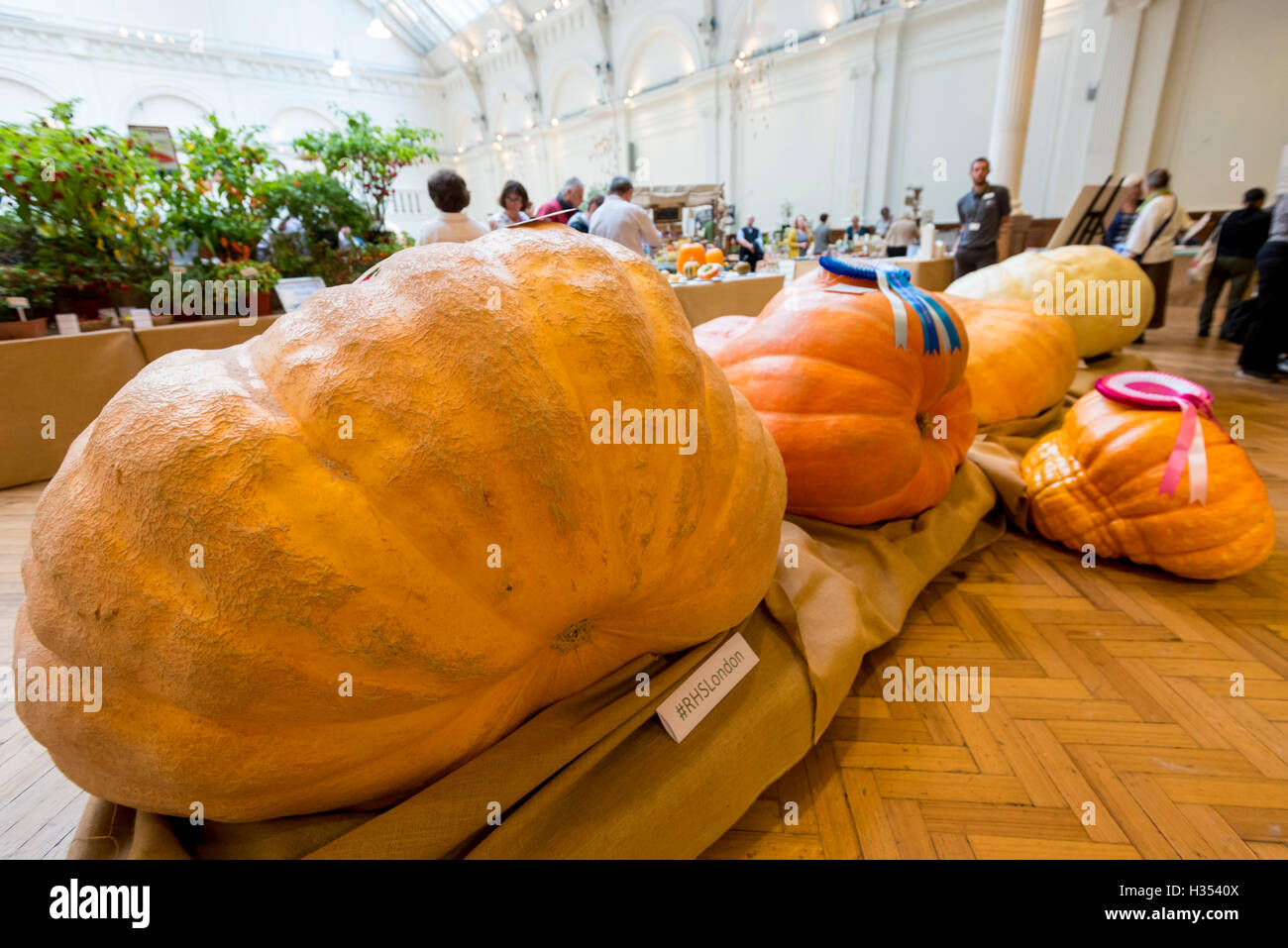 Londres, Royaume-Uni. 4 octobre 2016. Les RHS London Harvest Festival spectacle a lieu à l'hôtel de Linley, célébrant les produits de la UK's best growers et convoité premier prix attribués dans la partie droite de la concurrence des fruits et légumes. Cette année, le point culminant est le plus gros Concours de citrouille, remporté par Ben BenEliezer avec une citrouille (à gauche) pesant 566kg ou 12,478lbs. Crédit : Stephen Chung / Alamy Live News Banque D'Images