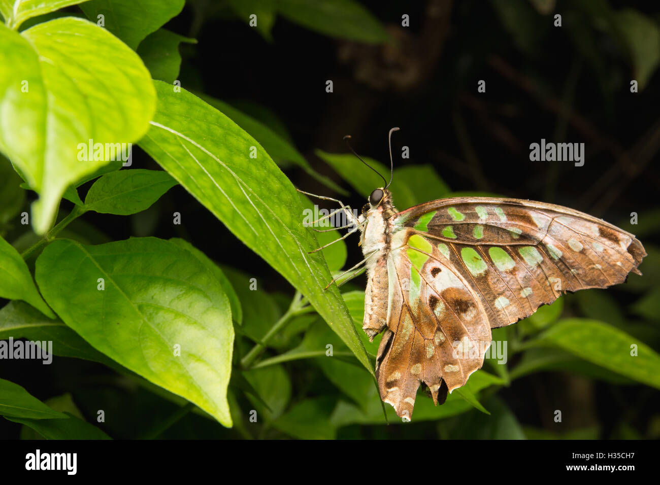 Close up of Queue Geai (Graphium agamemnon) papillon dans la nature Banque D'Images