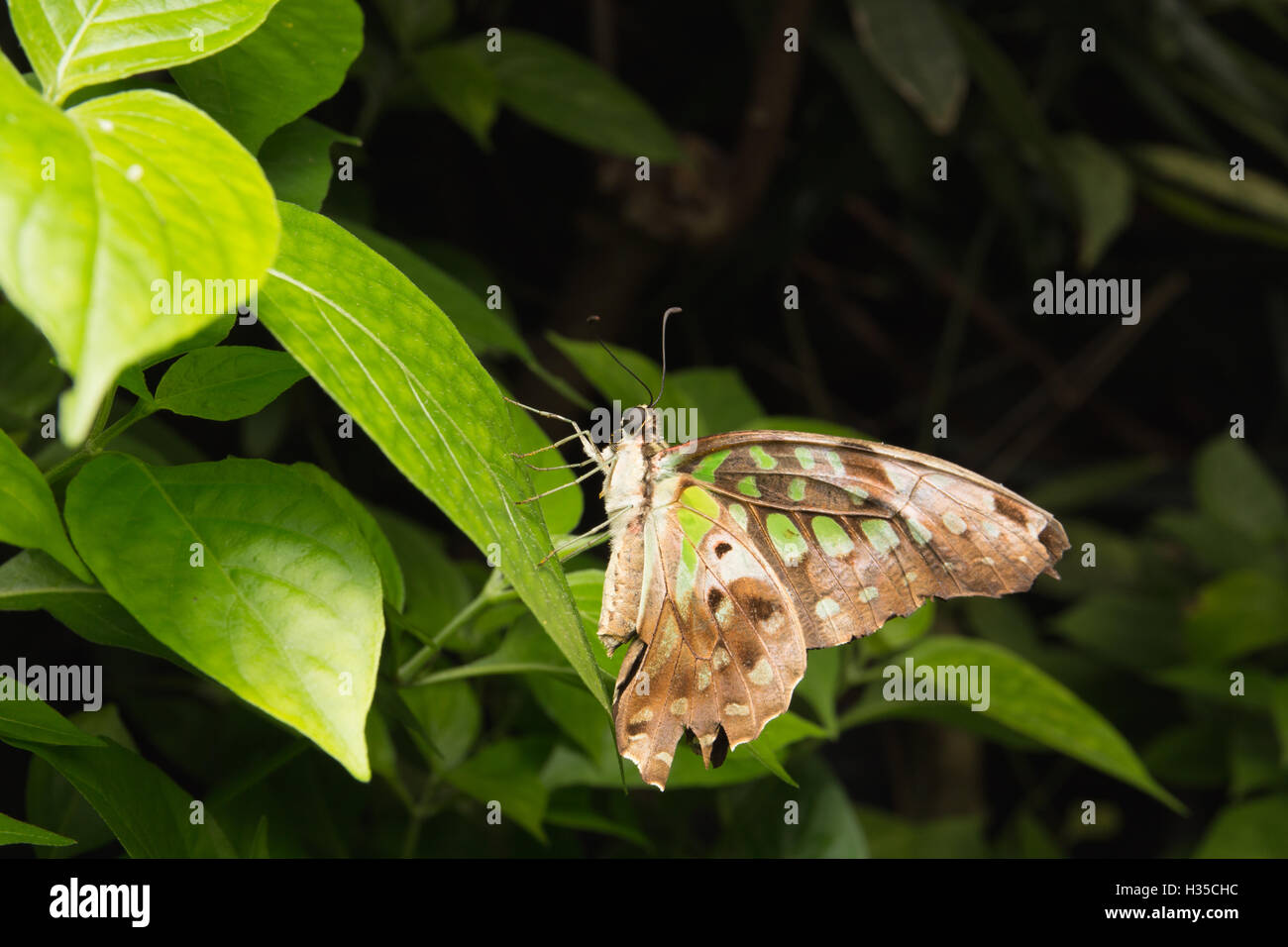 Close up of Queue Geai (Graphium agamemnon) papillon dans la nature Banque D'Images