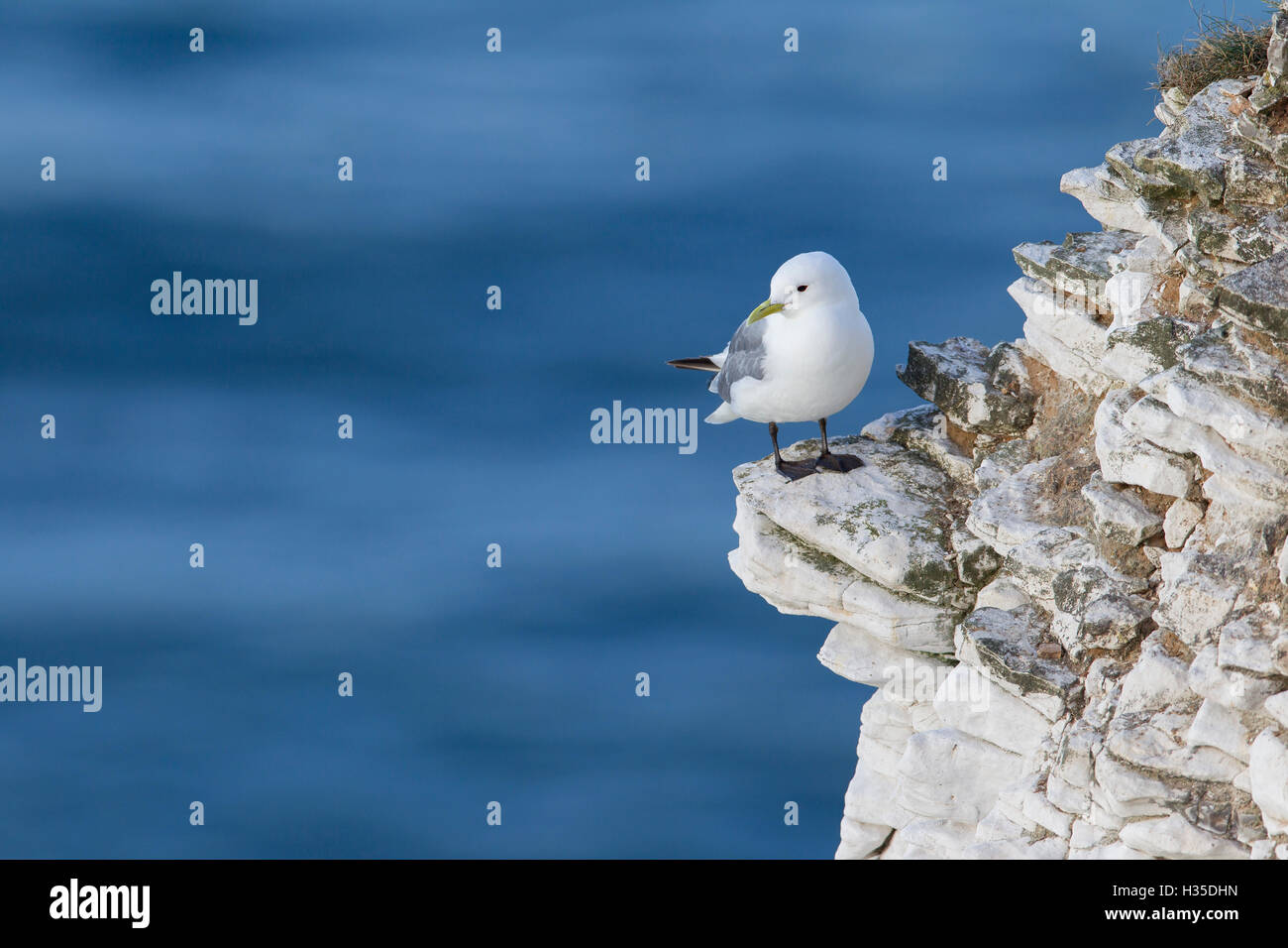 Mouette tridactyle (Rissa tridactyla) regardant la mer perché sur une barre rocheuse étroite à Bempton Cliffs, Yorkshire, Angleterre, Royaume-Uni Banque D'Images