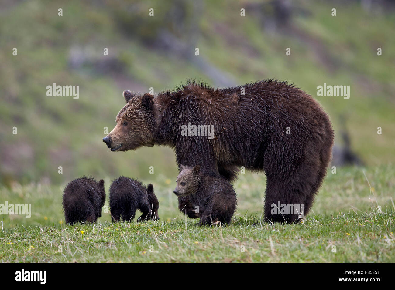 Ours grizzli (Ursus arctos horribilis) sow et trois petits de l'année, le Parc National de Yellowstone, Wyoming, USA Banque D'Images