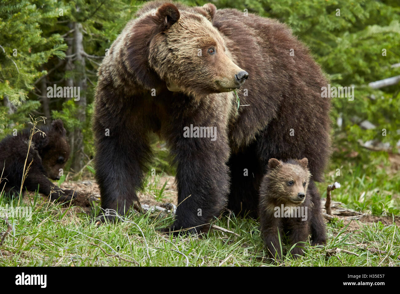 Ours grizzli (Ursus arctos horribilis) sow et deux petits de l'année, le Parc National de Yellowstone, Wyoming, USA Banque D'Images