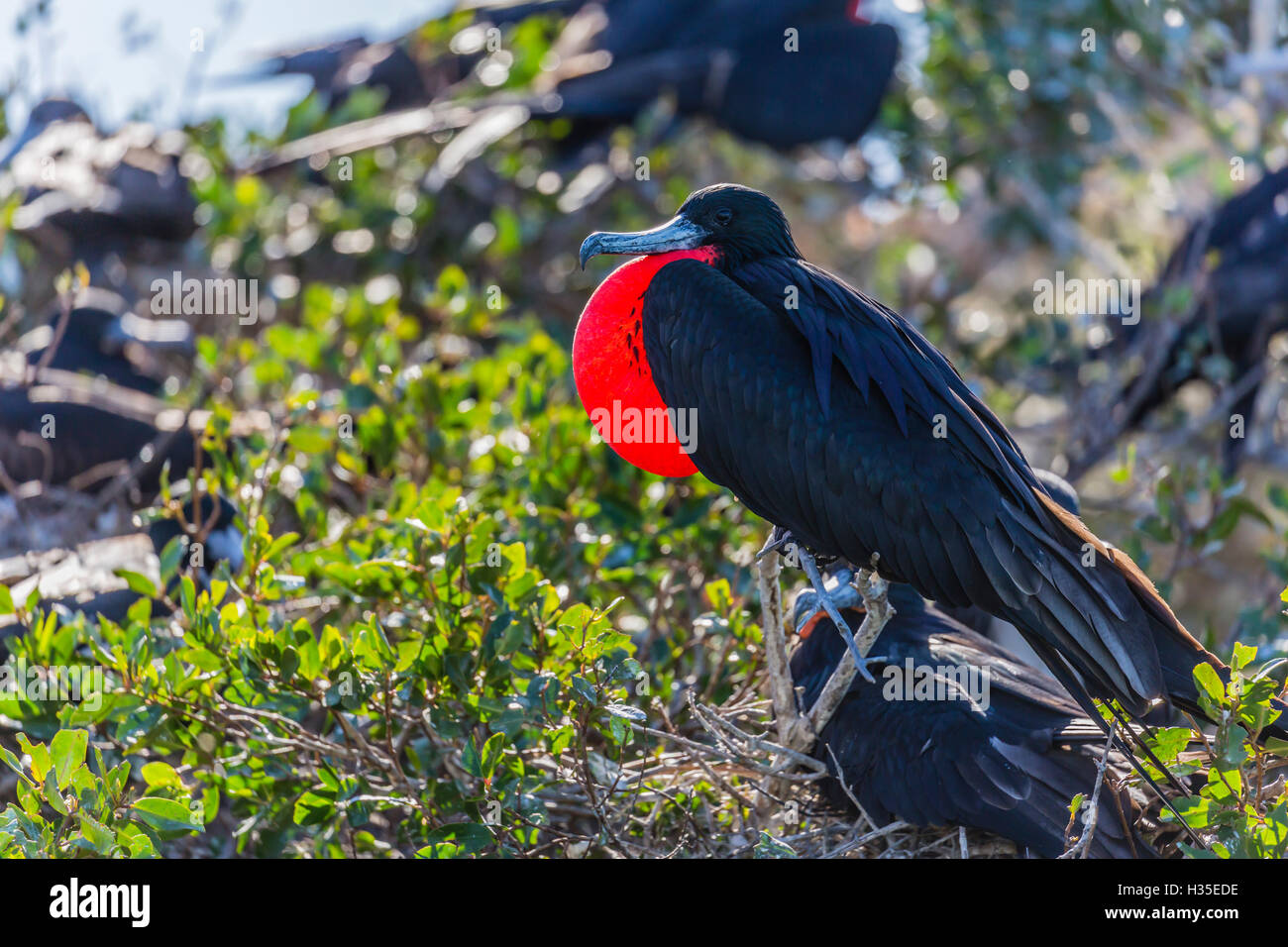 Mâle adulte Frégate superbe (Fregata magnificens), Baie de San Gabriel, l'île d'Espiritu Santo, Baja California Sur, Mexique Banque D'Images