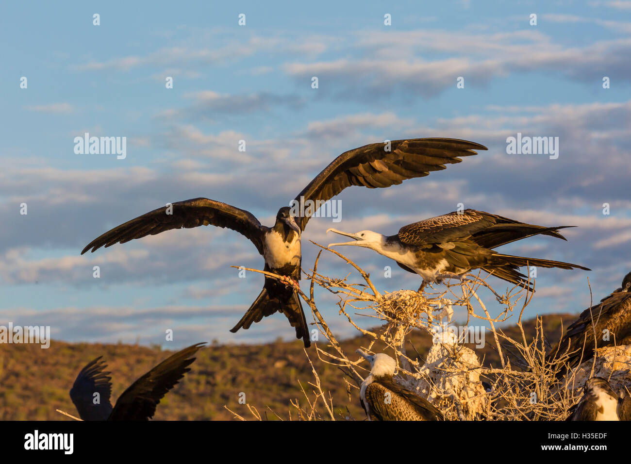 Magnifique frigatebirds (Fregata magnificens), Baie de San Gabriel, l'île d'Espiritu Santo, Baja California Sur, Mexique Banque D'Images