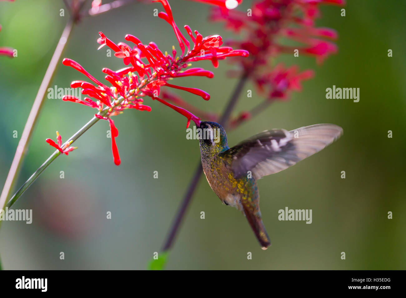 Le mâle adulte hummingbird (Hylocharis xantusii), Todos Santos, Baja California Sur, Mexique Banque D'Images