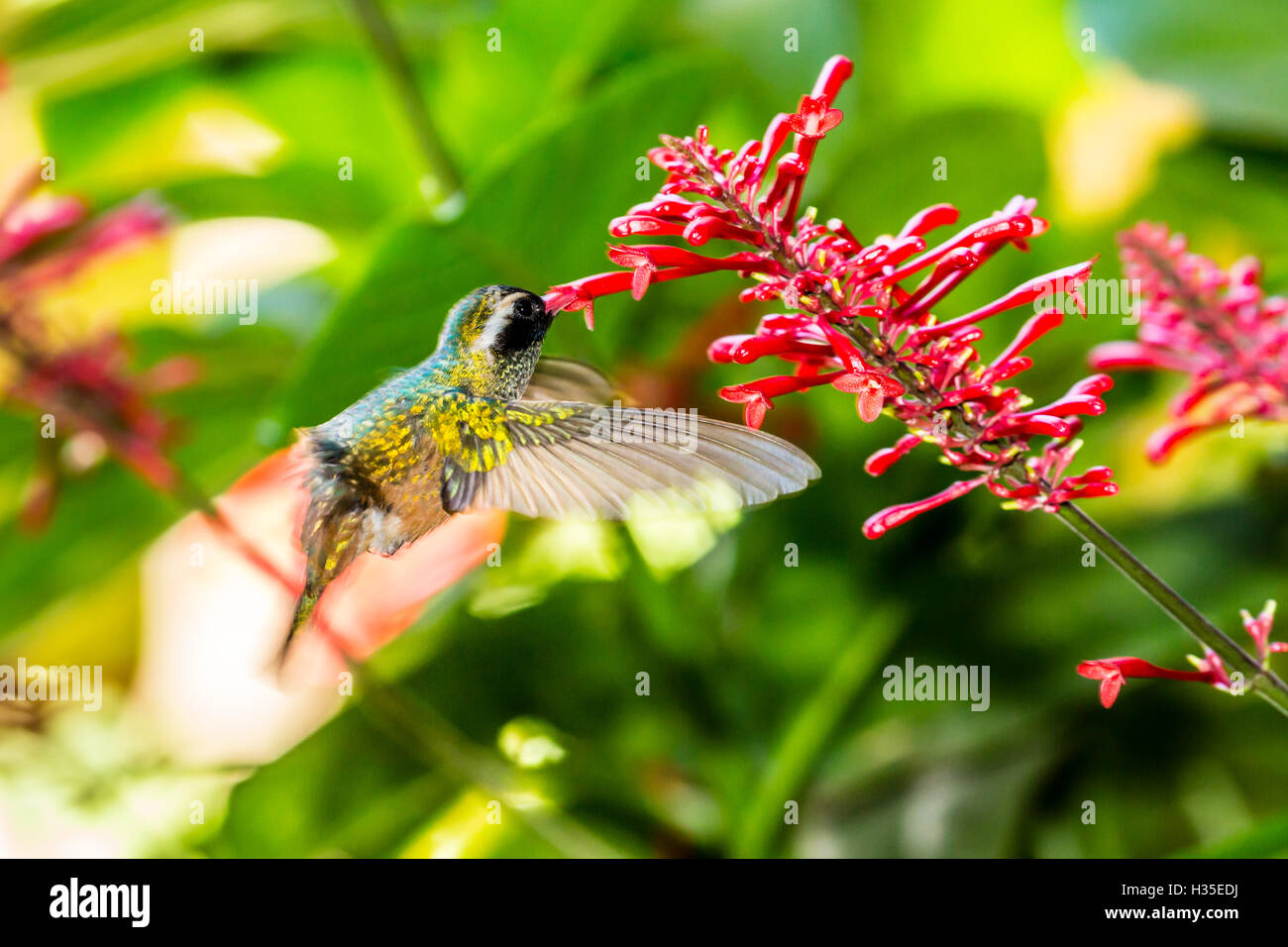 Le mâle adulte hummingbird (Hylocharis xantusii), Todos Santos, Baja California Sur, Mexique Banque D'Images