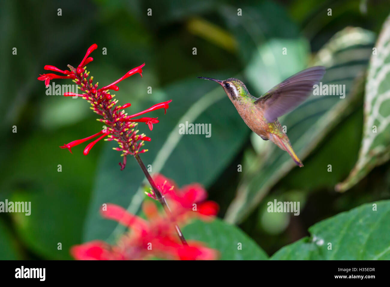Le mâle adulte hummingbird (Hylocharis xantusii), Todos Santos, Baja California Sur, Mexique Banque D'Images