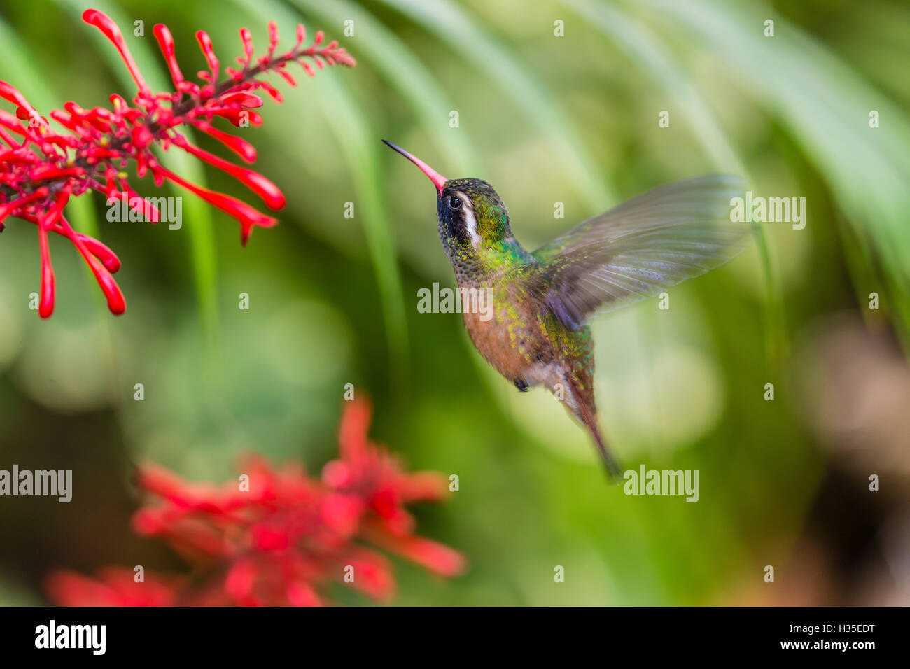 Le mâle adulte hummingbird (Hylocharis xantusii), Todos Santos, Baja California Sur, Mexique Banque D'Images